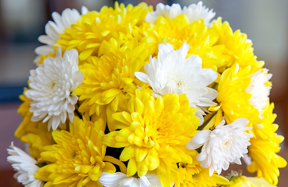 A bouquet of vibrant yellow and white chrysanthemums is arranged closely together. The background is softly blurred