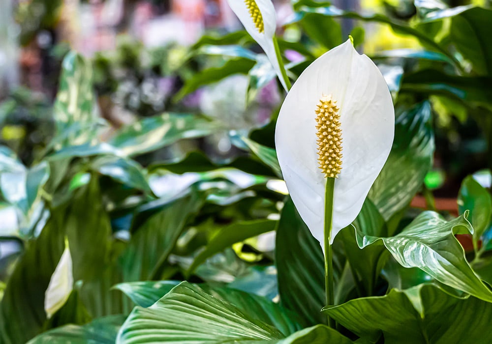 Danker Florist | Flower Delivery Albany, NY Florist