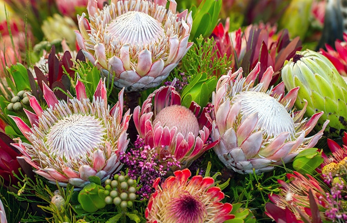 Photograph of a protea