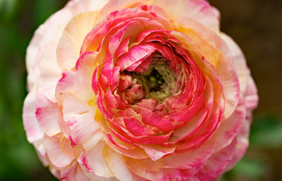 A vibrant, multi-petaled pink and yellow ranunculus flower blooming with tightly packed petals, surrounded by green foliage in a garden setting.