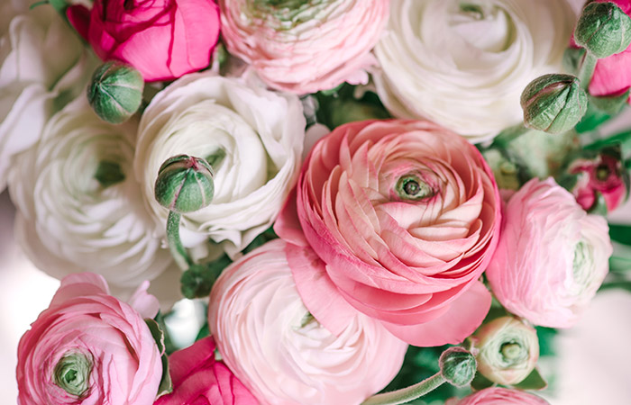 Photograph of a ranunculus