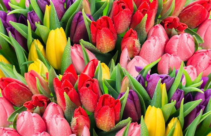 Colorful tulips closely packed together, including red, pink, yellow, and purple flowers, with green leaves interspersed, forming a dense, vibrant floral arrangement.