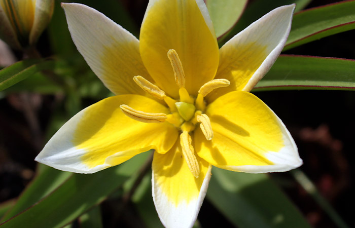 A yellow and white tulip blooms, exhibiting six petals radiating outward, with surrounding green leaves and blurred natural background.