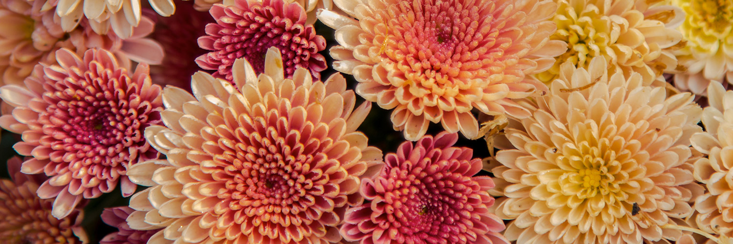 Close-up of various chrysanthemums blooming, displaying a range of colors from yellow to deep pink in a dense cluster.